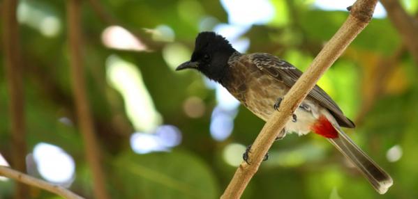 Bulbul 1