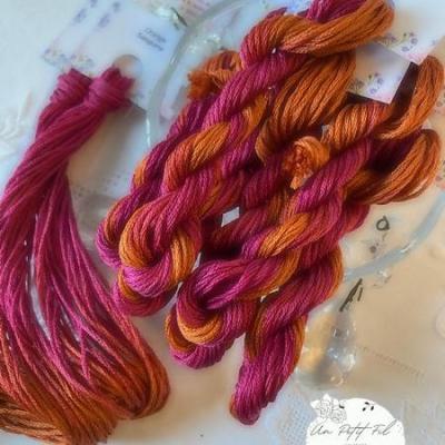 Orangr sanguine